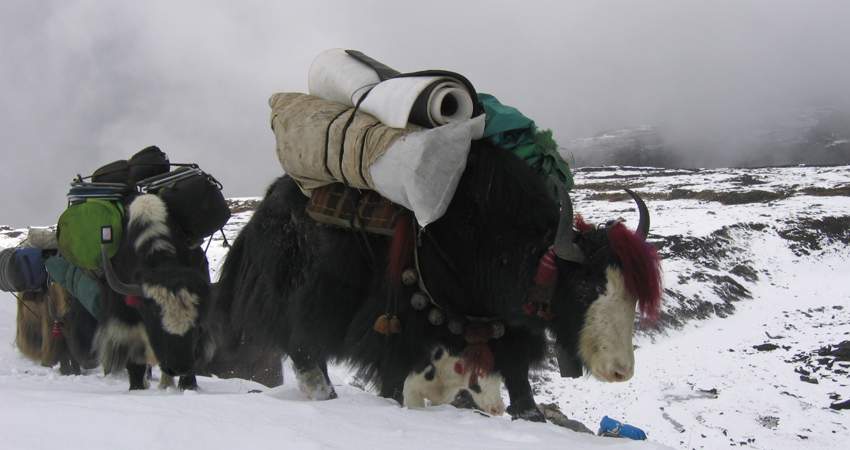 Sikkim Tour